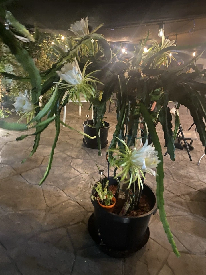 Red Dragon Fruit Cuttings (2) 8-12" Self-Pollinating Pitaya Climbing Cactus