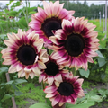Purple Plum Sunflower Seeds – 25 Count, Deep Purple Helianthus Annulus Var. Purple Plum