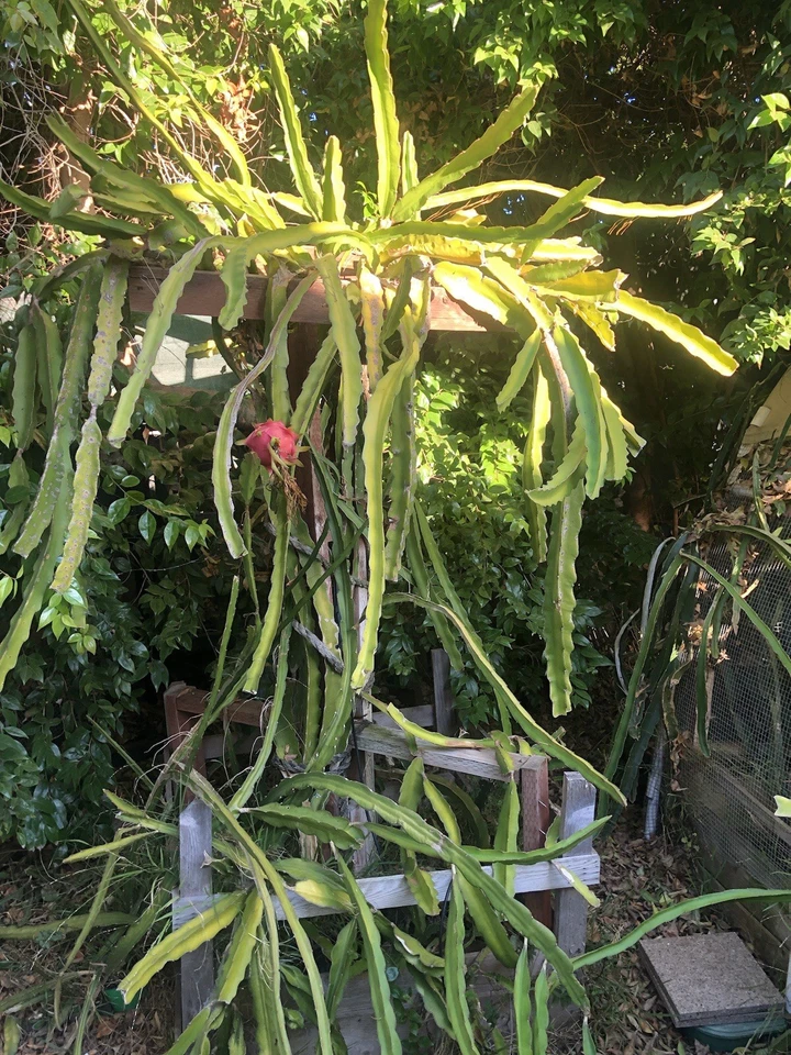 Dragon Fruit Cuttings – 3 Live 6"+ Hylocereus Stems, Random Variety