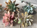 Assorted Succulent Cuttings Pack – 6 Unrooted Varieties for Easy Rooting