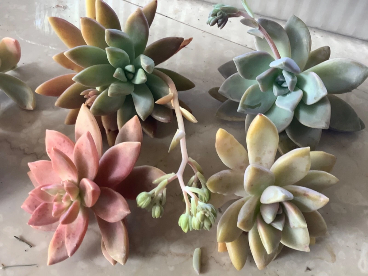 Assorted Succulent Cuttings Pack – 6 Unrooted Varieties for Easy Rooting