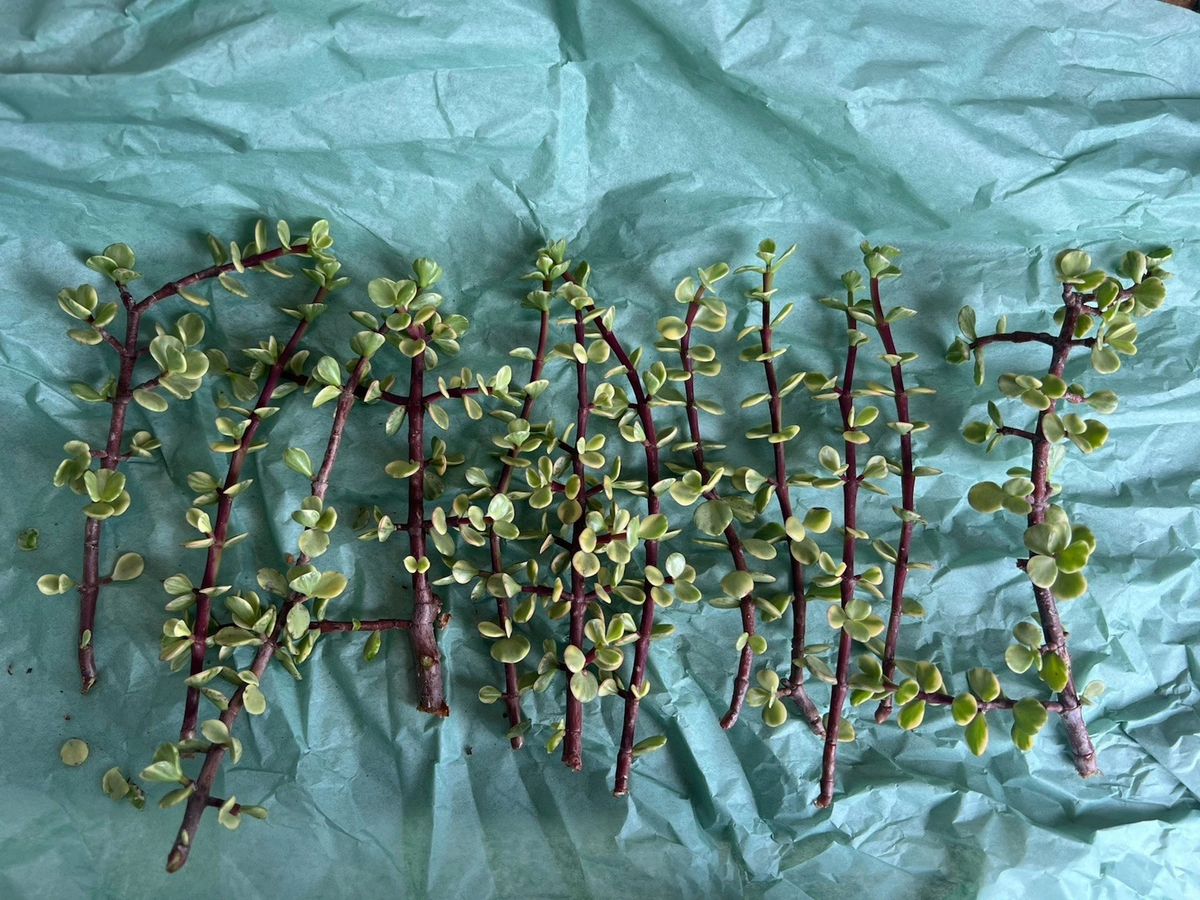 Portulacaria afra Variegata Cuttings - 12 Variegated Elephant Bush Rainbow Stem Cuttings