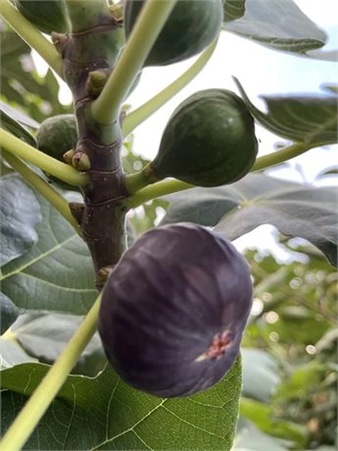 Dark Portuguese Fig Cutting - 8+" Unrooted Ficus carica Stem with 3+ Nodes