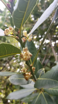 Bay Laurel Cuttings — 5 Fresh Laurus nobilis Stem Cuttings for Propagation