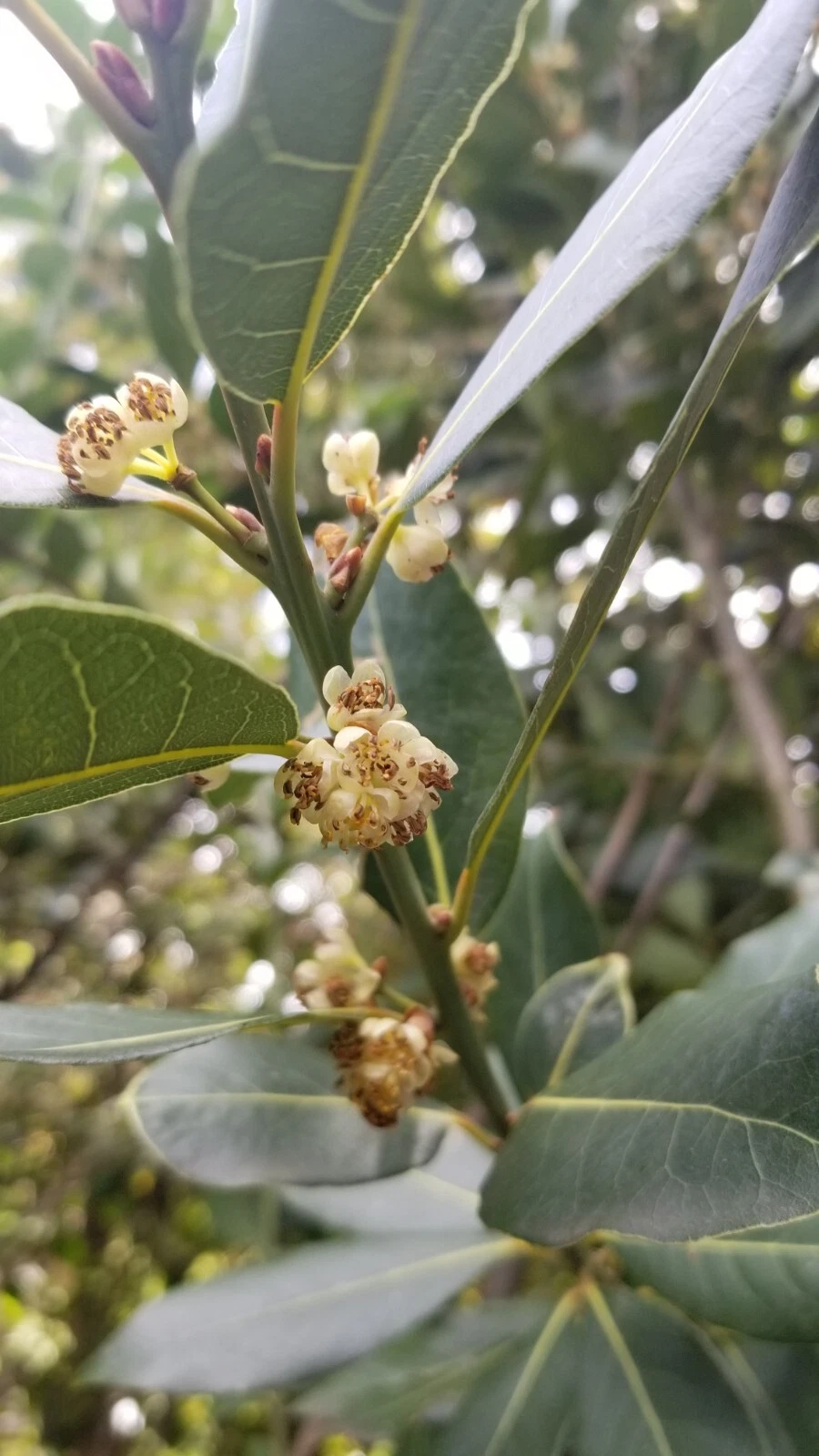 Bay Laurel Cuttings — 5 Fresh Laurus nobilis Stem Cuttings for Propagation