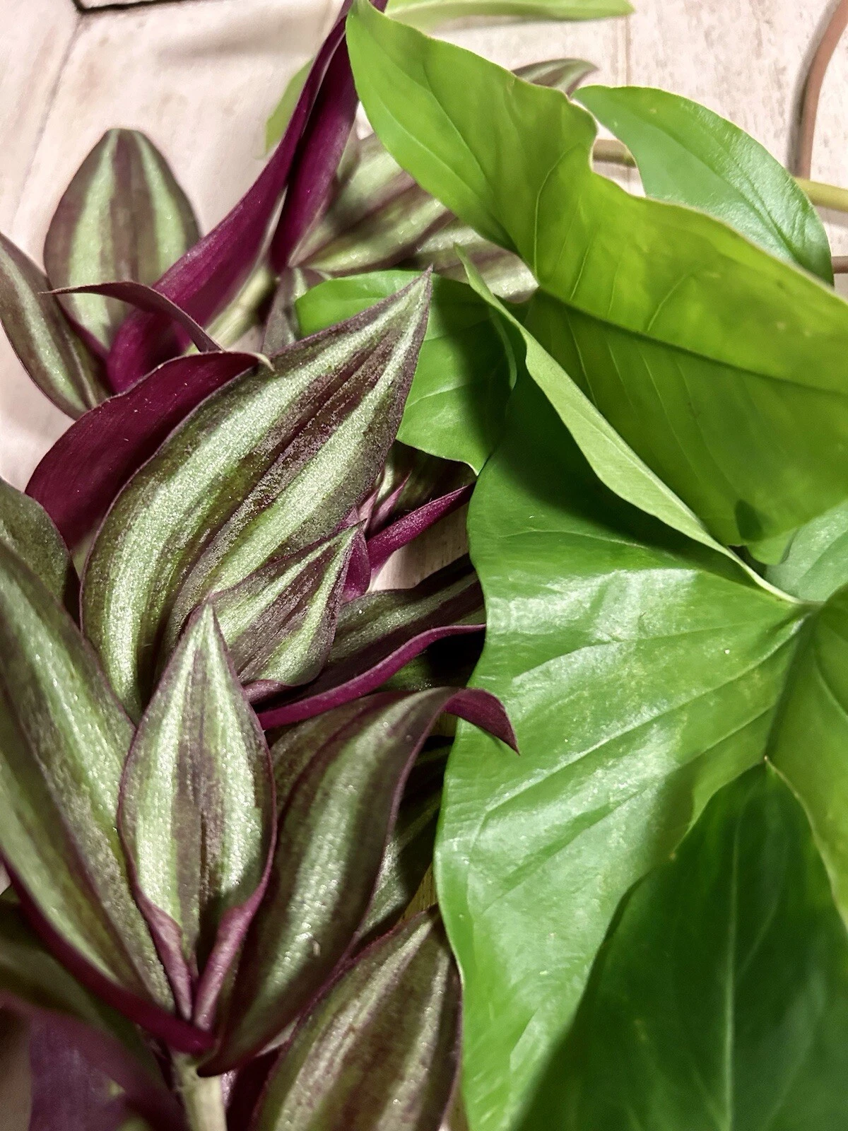 Rooted Cuttings Set – 10 Live Plants: Tradescantia & Arrowhead Vine (Syngonium) Starter Bundle