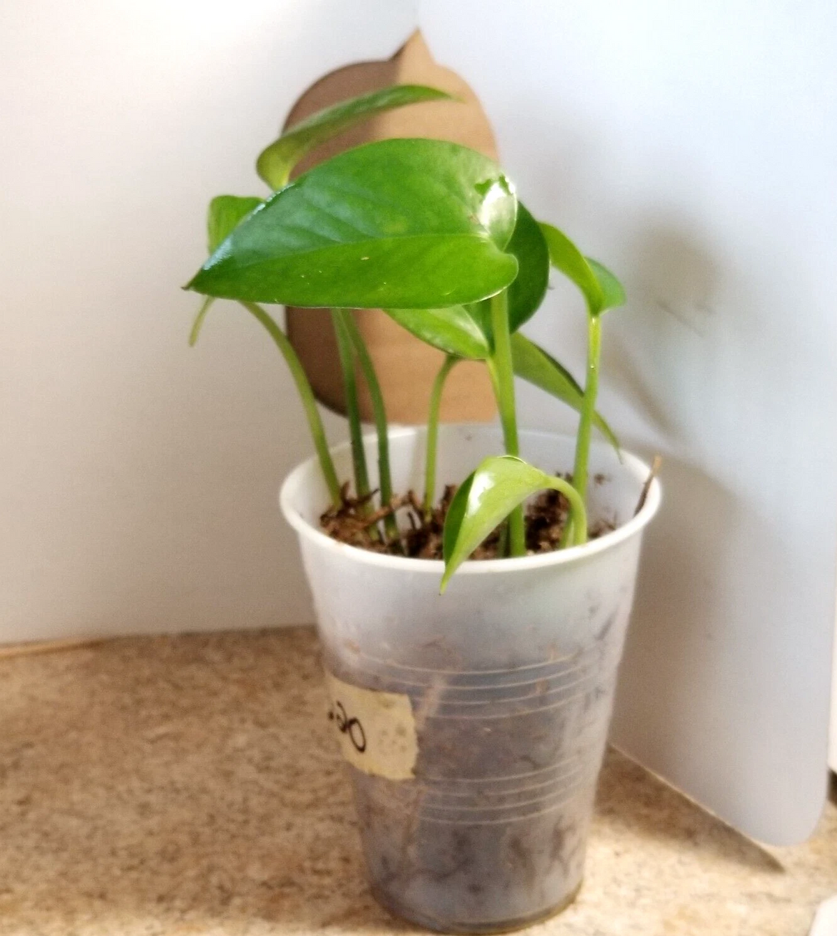 Jade Pothos Small Plant - Rooted in Moss (4–5 inches) | Easy Indoor Vine