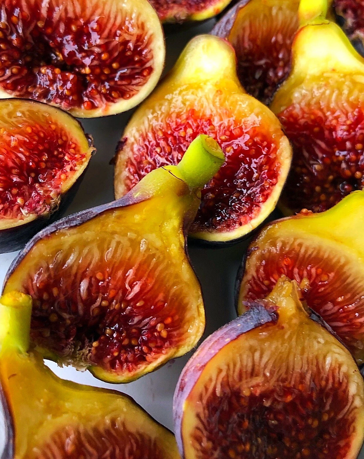 Fignomenal Fig Tree - Ficus carica Starter Plant, Dwarf Edible Fig for Pots & Small Gardens