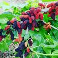 Illinois Everbearing Mulberry Cuttings - 6 Unrooted Scion Wood, 6–10 inch