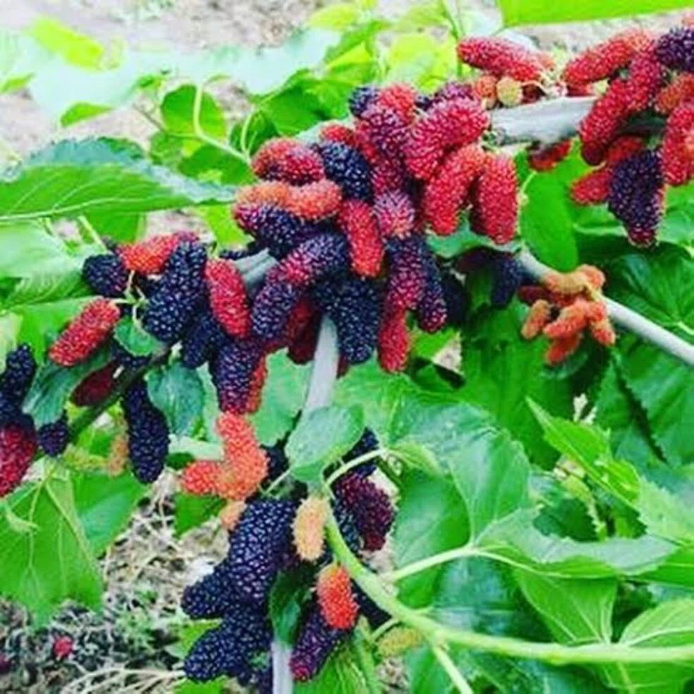 Illinois Everbearing Mulberry Cuttings - 6 Unrooted Scion Wood, 6–10 inch