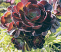 Aeonium arboreum 'Zwartkop' Black Rose Cutting (3–5 in) – Fresh Unrooted Stem Cutting