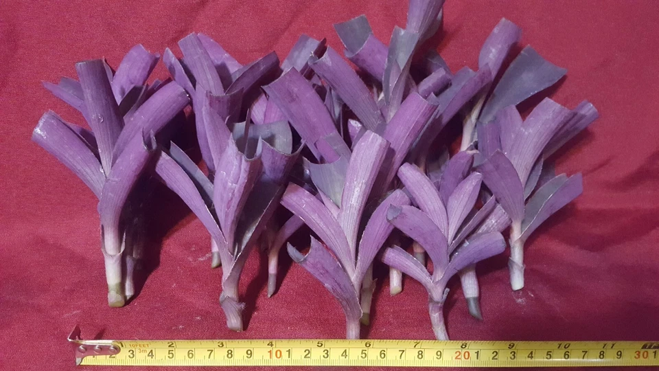Purple Heart Tradescantia Pallida Cuttings - 17 Unrooted Purple Heart Cuttings for Rooting