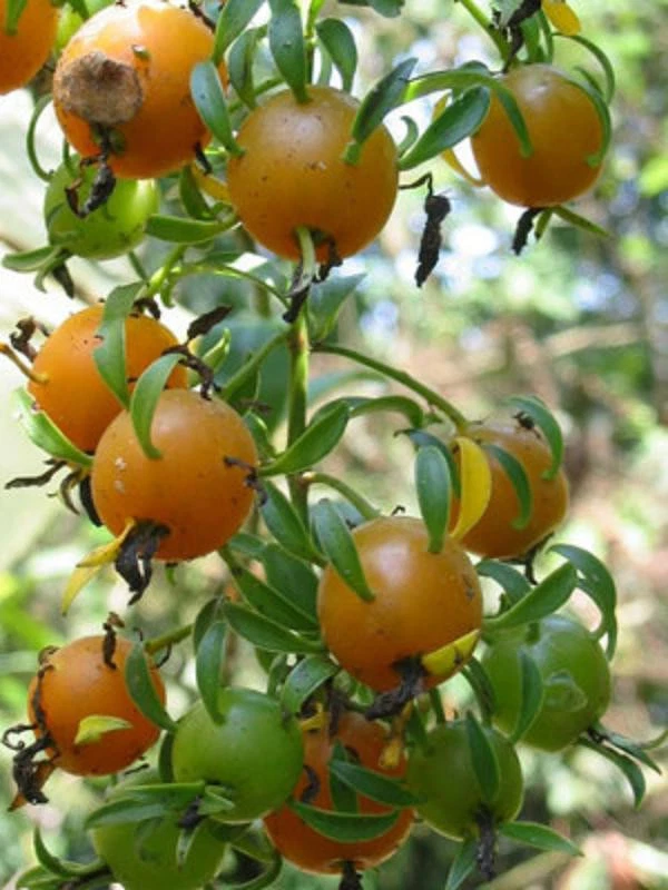 Variegated Pereskia aculeata ‘Gold’ – Rare 4-Inch Pot Cactus Vine, Live Variegata Plant