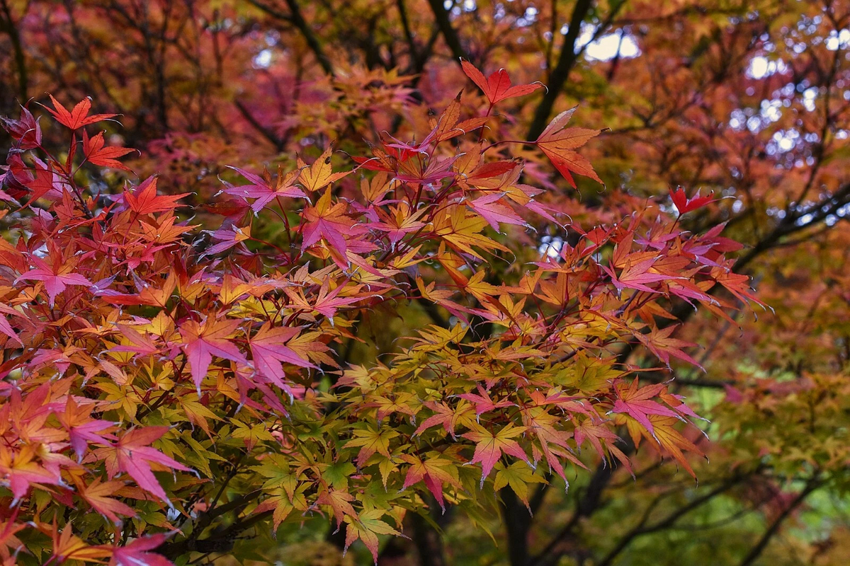 Japanese Maple Cuttings Acer palmatum 15 Fresh 8-12" - Unrooted Cuttings for Rooting or Grafting