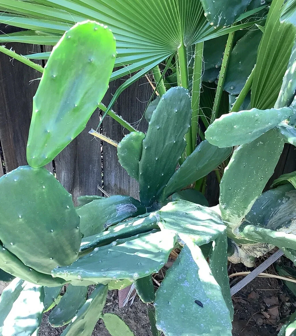 Prickly Pear Cactus Pads (Opuntia ficus-indica) - 4 Unrooted Pads for Planting