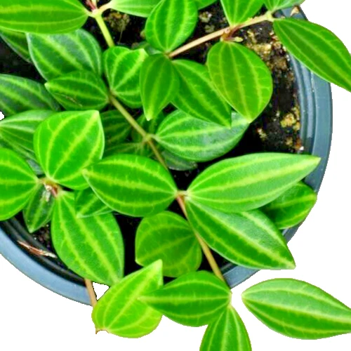 Peperomia Angulata Variegated Funky Frog Cuttings - 5 Unrooted ~4" Each