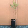 Sour Jujube Rootstock - 1 Live Potted Ziziphus Rootstock for Grafting