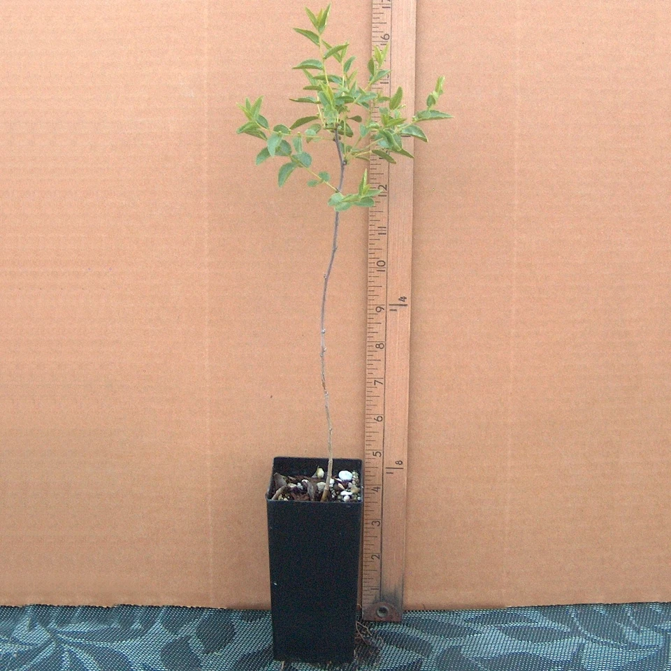 Sour Jujube Rootstock - 1 Live Potted Ziziphus Rootstock for Grafting