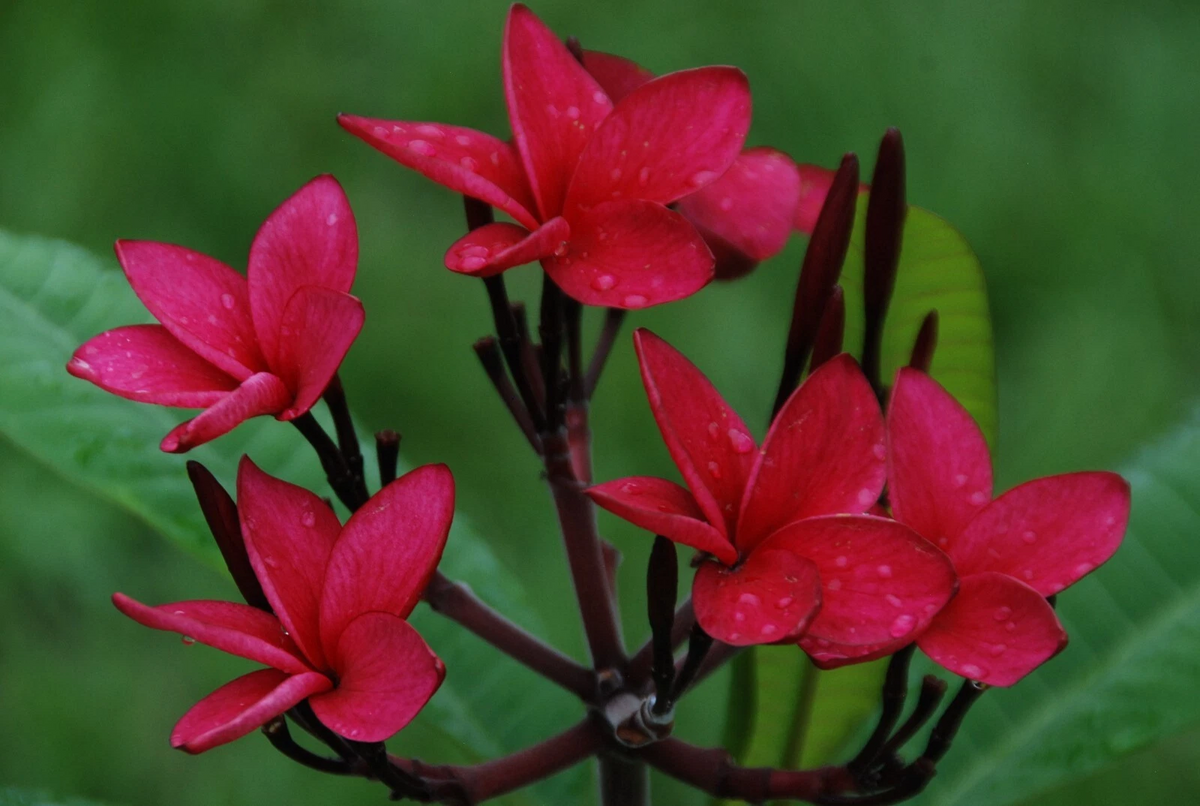 Red Plumeria Cutting (Frangipani) 10–12" | Unrooted Fresh Florida-Grown Stem