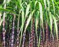 Purple Sugarcane Cuttings – 10 Pack Saccharum officinarum, 18" with 3–4 Nodes