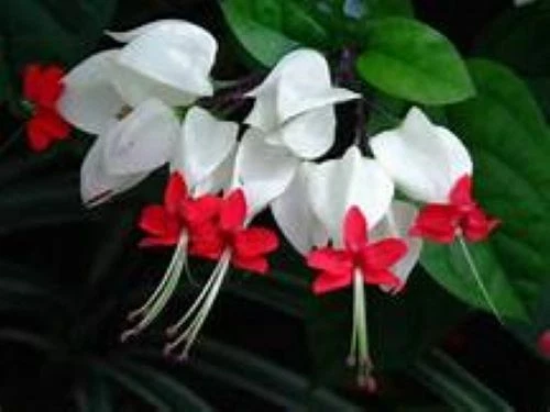 Bleeding Heart Vine Clerodendrum thomsoniae - Rooted Starter Plant with White Bracts and Red Centers
