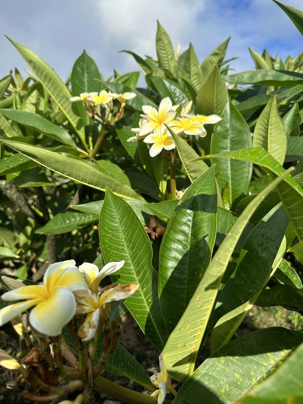 Yellow Plumeria Cuttings - 3 Unrooted 10" Single-Head Frangipani Stems