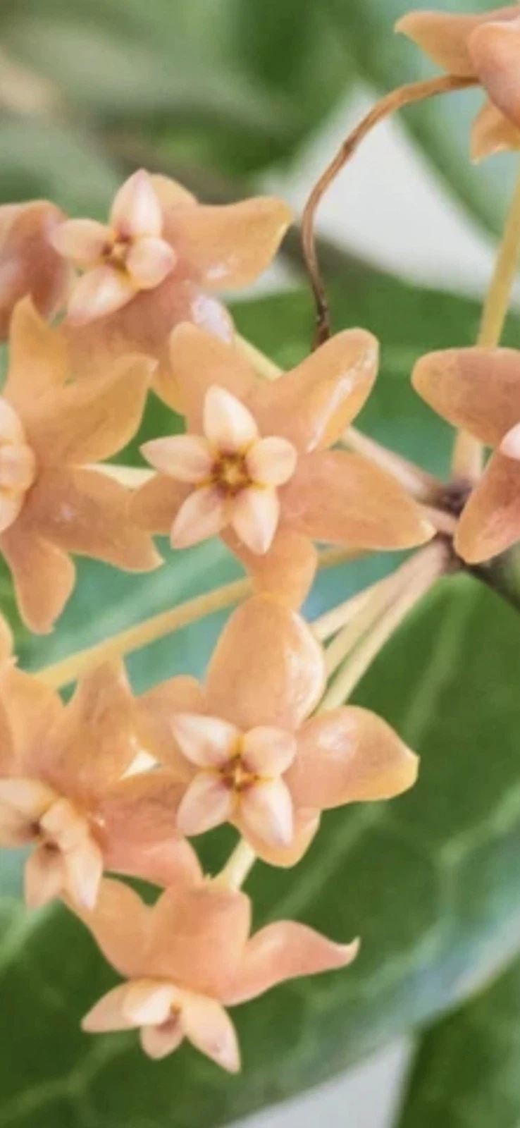 Hoya fitchii Cutting | Rooting-Ready Tropical Wax Plant Vine