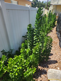Pereskiopsis aquosa Cuttings - 2 Fresh Cactus Rootstock for Grafting