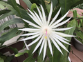 Epiphyllum / Night Blooming Cereus Cuttings - Hookeri Strictum, 3 Stems for Rooting
