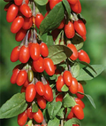 Goji Berry Plants - 3 Rooted Lycium barbarum/chinense Starter Plants for Garden or Containers