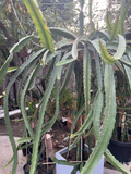 Palora Dragon Fruit Cuttings - 4 Unrooted Yellow Dragon Fruit Cuttings 7-9"