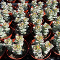 Crassula perforata String of Buttons - 4" Potted Live Succulent