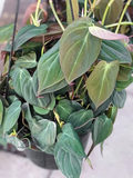 Philodendron Micans Cuttings – 3 Unrooted Velvet Heartleaf Stems