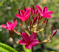 Pink Plumeria Cutting (Plumeria rubra) 6–8" – Unrooted Frangipani for Rooting