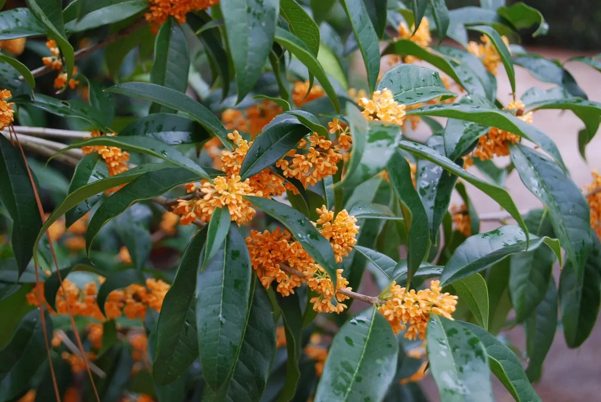Apricot Echo Sweet Olive Osmanthus fragrans Rooted Starter Plant