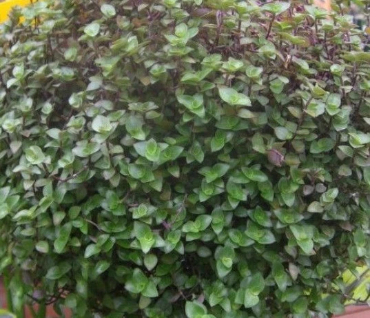 Dwarf Bolivian Wandering Jew Callisia repens – 10 Unrooted Cuttings