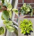 Pothos Cuttings Set – 6 Unrooted Pothos Cuttings (2 Marble Queen, 2 Neon/Lemon, 2 N’Joy)
