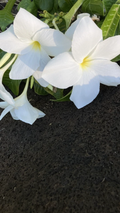 Plumeria pudica Fiddle Leaf Cuttings – 5 Live Cuttings, White Plumeria, Fast-Growing Tropical Frangipani
