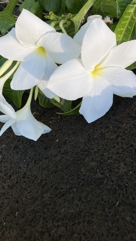 Plumeria pudica Fiddle Leaf Cuttings – 5 Live Cuttings, White Plumeria, Fast-Growing Tropical Frangipani