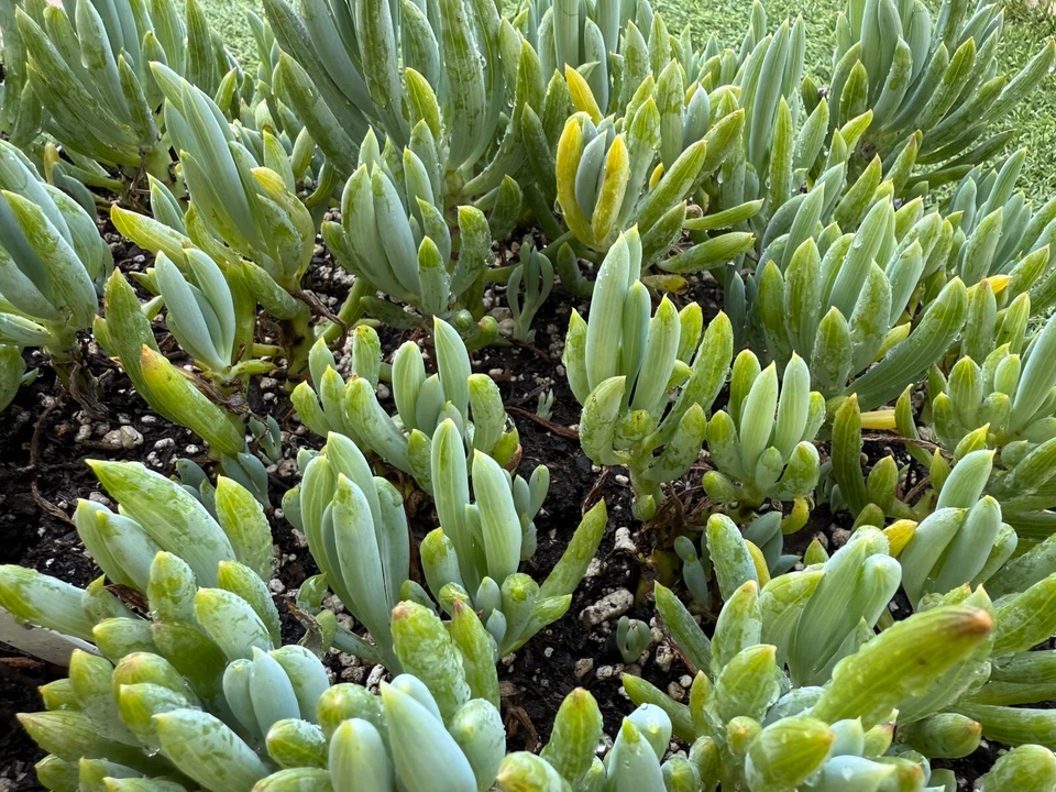 Blue Chalkstick Succulent Curio repens / Senecio serpens in 4" Pot