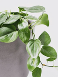 Philodendron Cordatum Heart Leaf – 4 Rooting Cuttings, 6–8 in – Easy Indoor Vine Starter