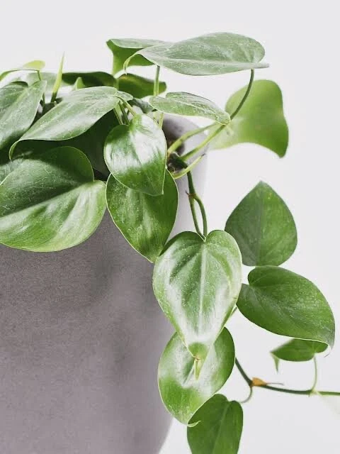 Philodendron Cordatum Heart Leaf – 4 Rooting Cuttings, 6–8 in – Easy Indoor Vine Starter