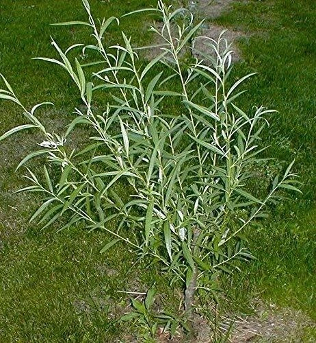 Austree Hybrid Willow Cuttings (Salix matsudana × Salix alba) – 33 Unrooted, Direct-Planting