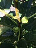 Bordissot Blanca Rimada Fig - 6 Unrooted Ficus carica Cuttings for Grafting or Rooting