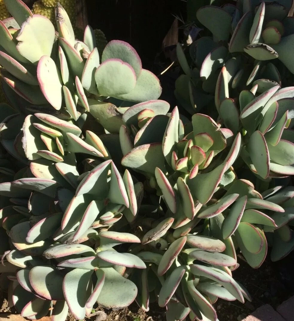 Crassula arborescens Silver Dollar Cutting | Jade Plant Succulent - Unrooted Cutting