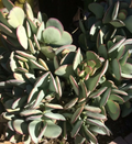 Crassula arborescens Silver Dollar Cutting | Jade Plant Succulent - Unrooted Cutting