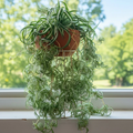 2 Rooted Spider Plant Cuttings (Chlorophytum comosum) - Ready to Pot