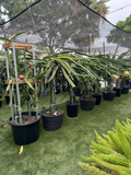 Dragon Fruit Cuttings (9 Unrooted) 8–14