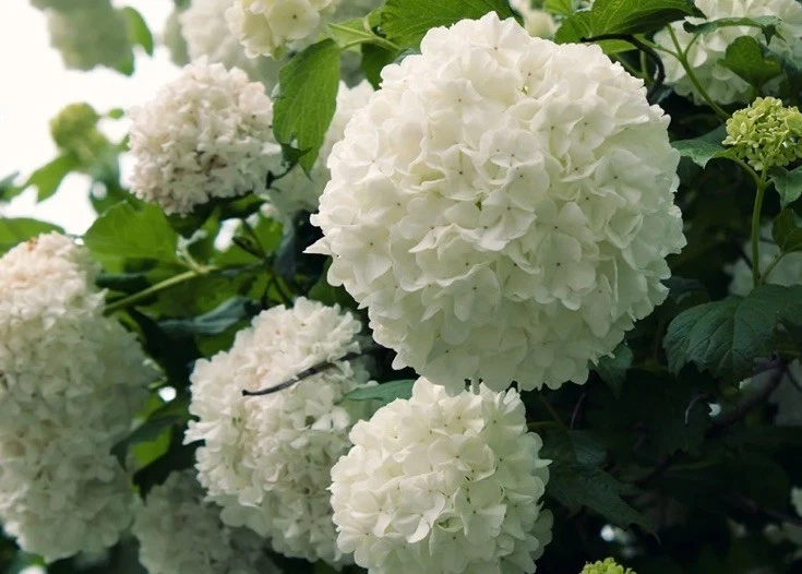 Japanese Snowball Viburnum Hardwood Cuttings (3) 6–8" - Viburnum plicatum Propagation Wood