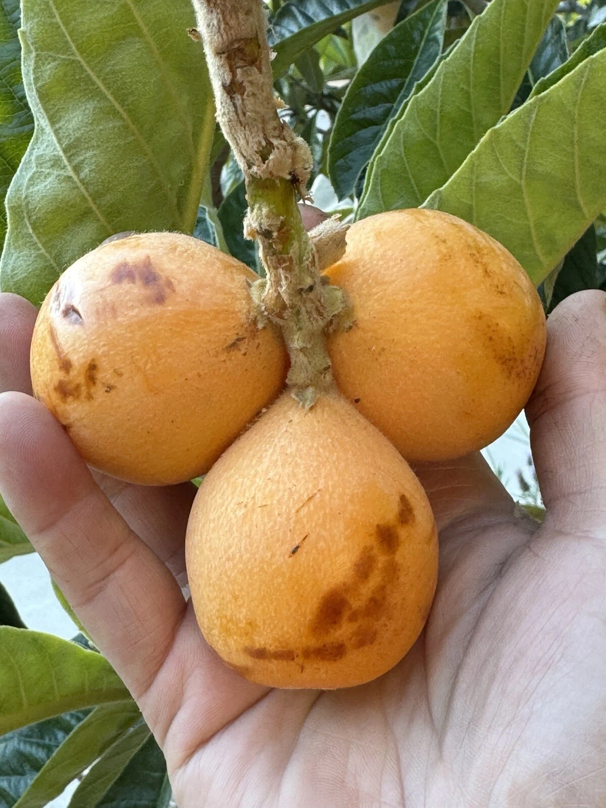 Peluche Loquat Scions – 2 Fresh Grafting Cuttings (Eriobotrya japonica) Elite Peluche Variety